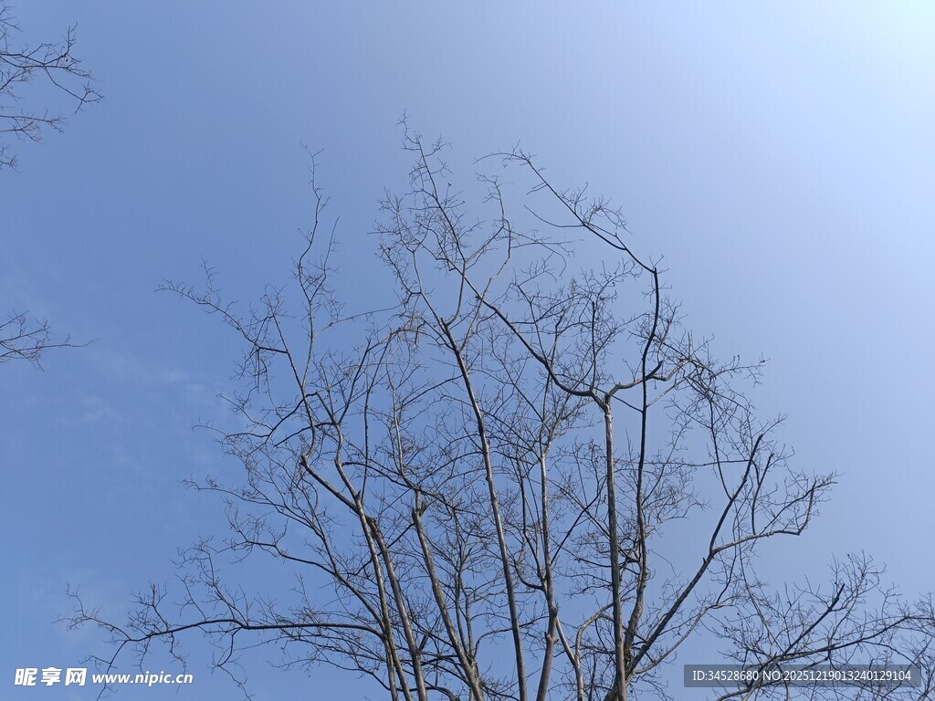 蓝天枯枝景象