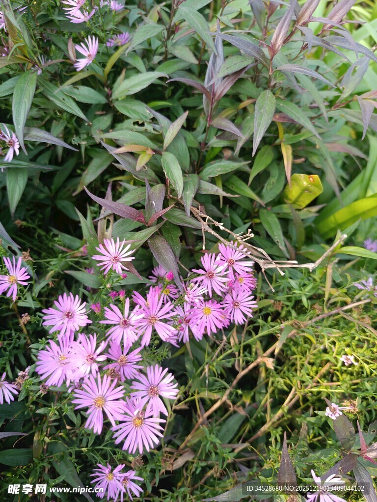 粉色小花绽放于绿叶间