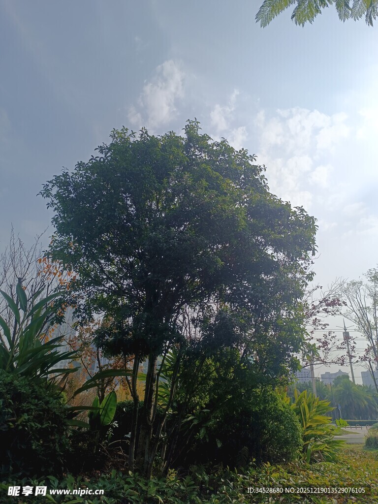 户外绿树蓝天自然景致