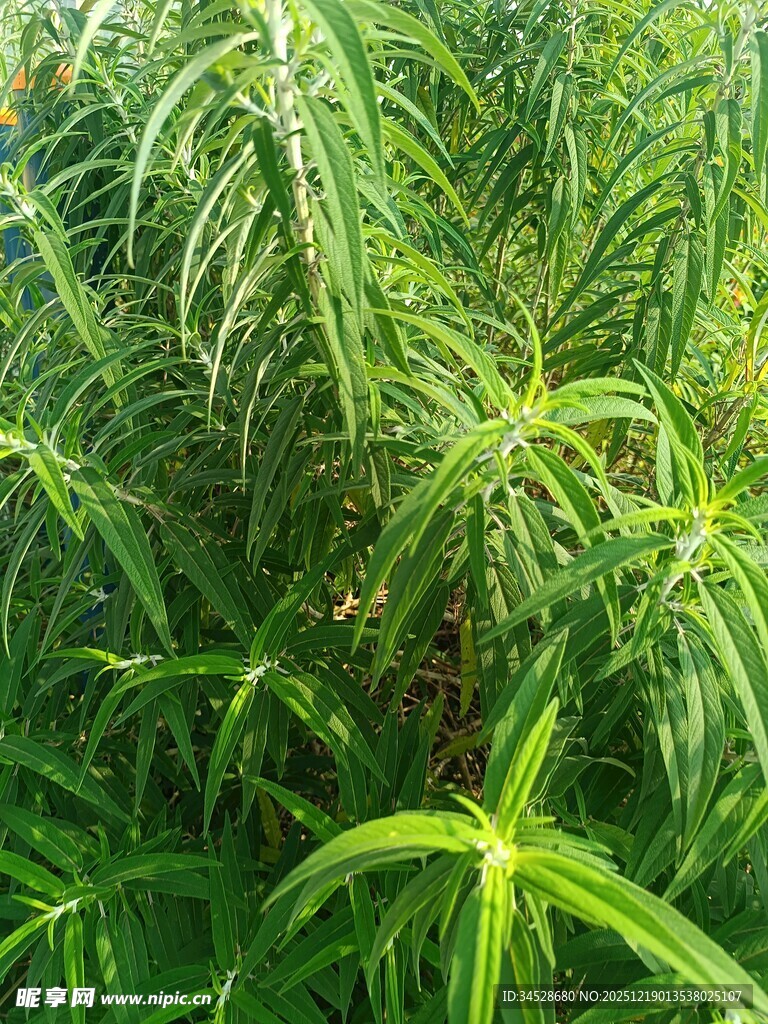 茂密的绿色植物