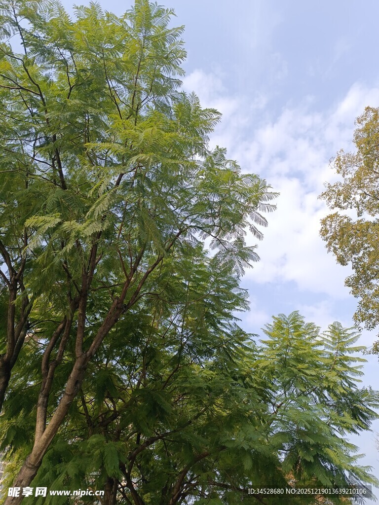 蓝天绿树间的清新景致