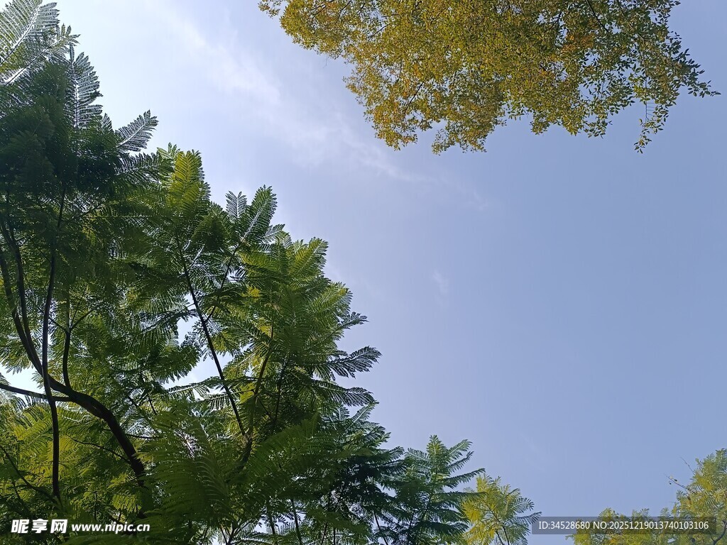 仰视葱郁树木与蓝天