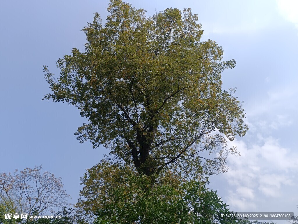 高大挺拔的绿树