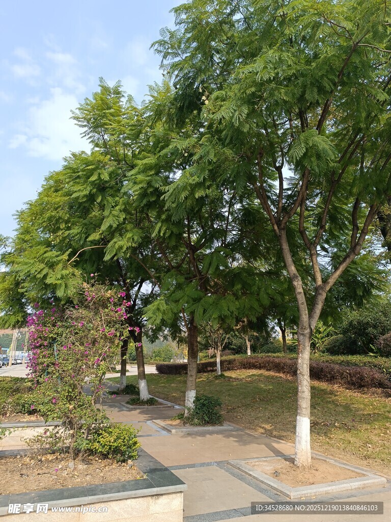 公园林荫小道景观