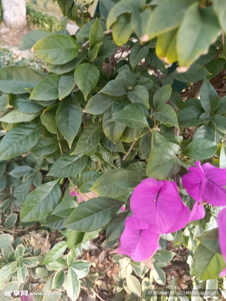 绿叶间绽放的艳丽三角梅