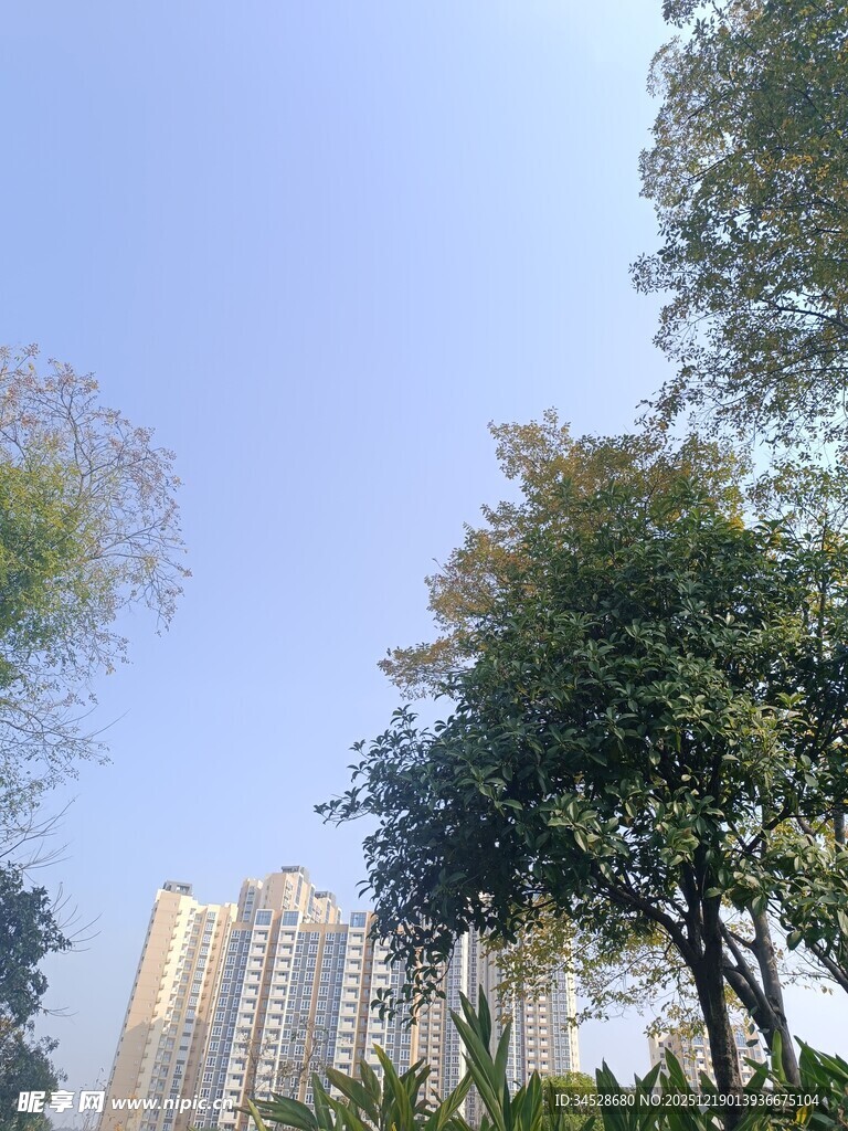 城市树林间的高楼景致
