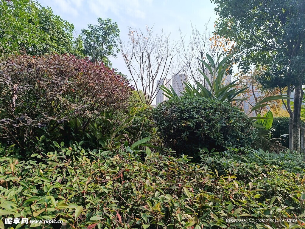 繁茂绿植景观