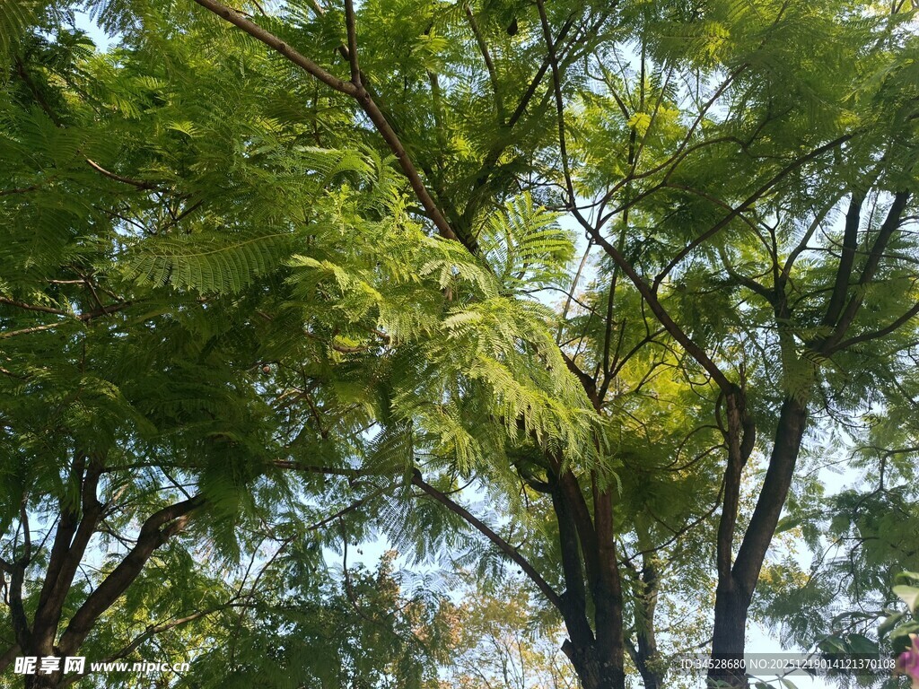 夏日葱郁树林景观