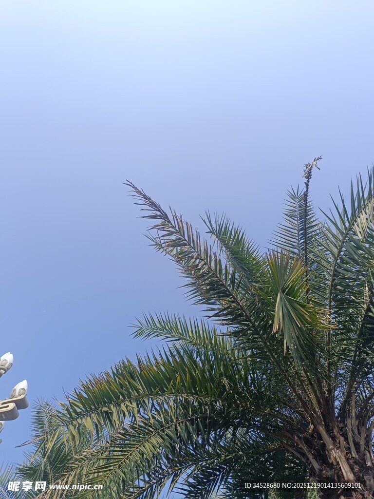蓝天映衬下的棕榈树顶