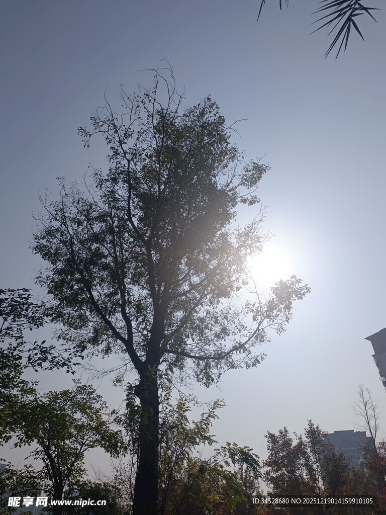 阳光下的挺拔树木