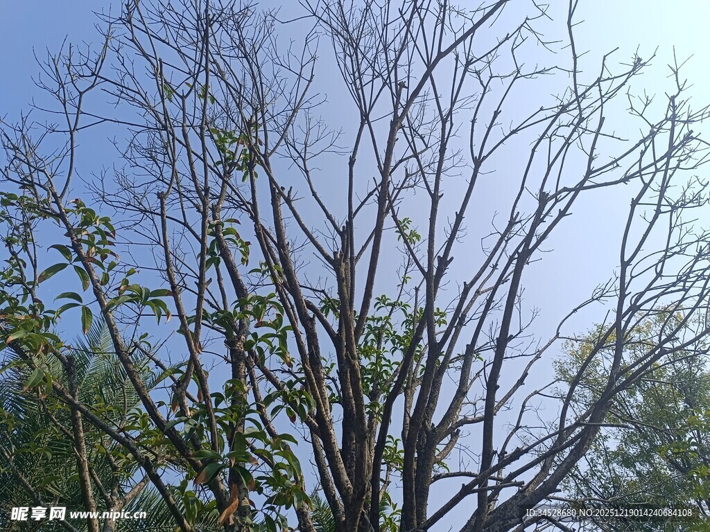 光秃树枝与蓝天景象