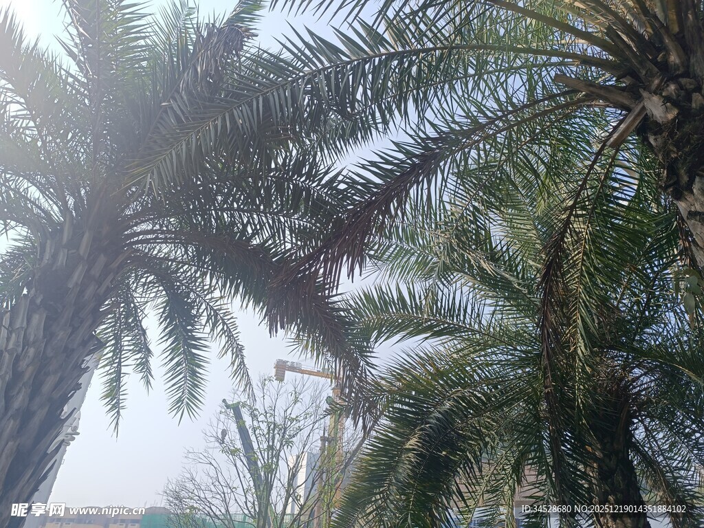 阳光下的棕榈树景观