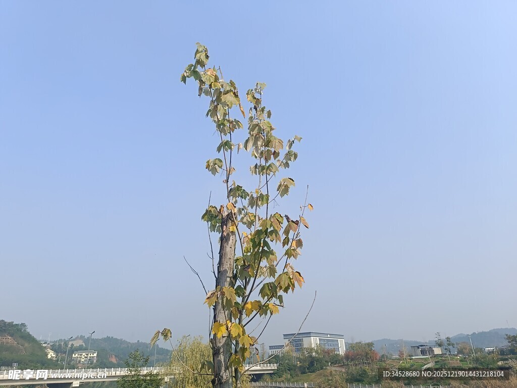 蓝天中挺立的黄叶树木