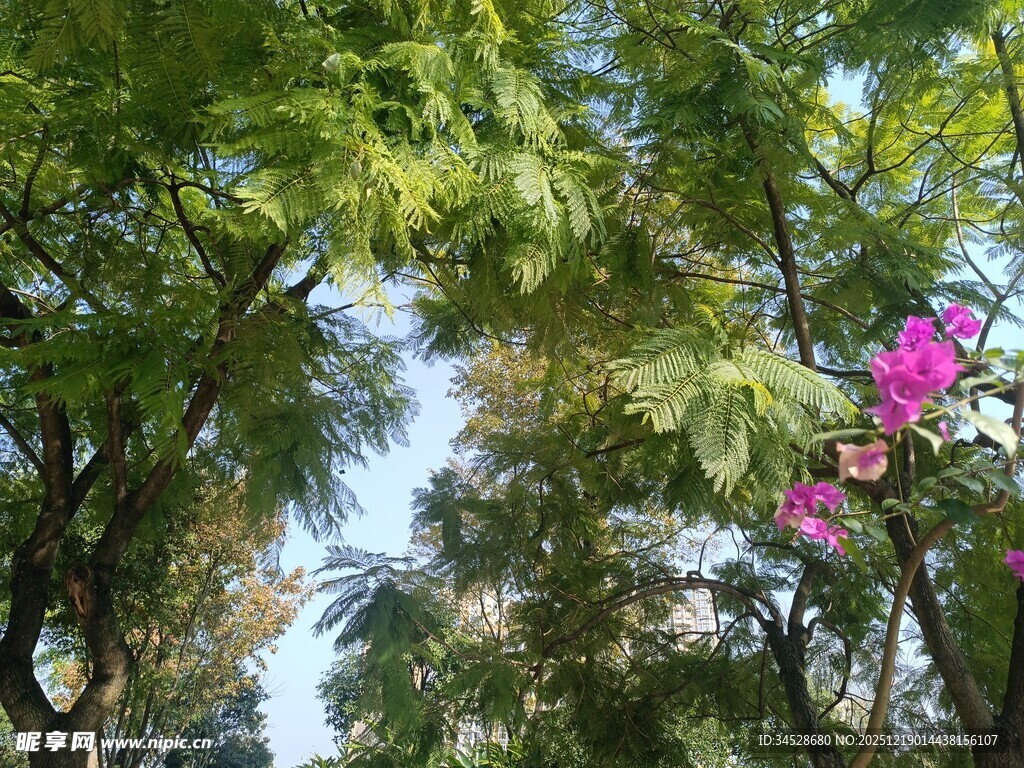 绿树繁花间的自然景致