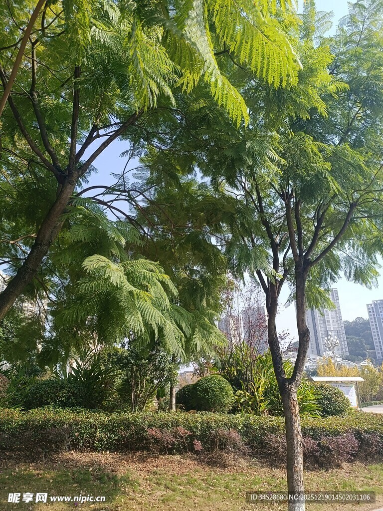 城市中葱郁的绿树景观