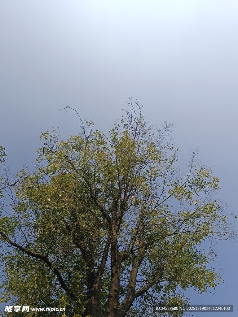 蓝天映衬下的葱郁树木