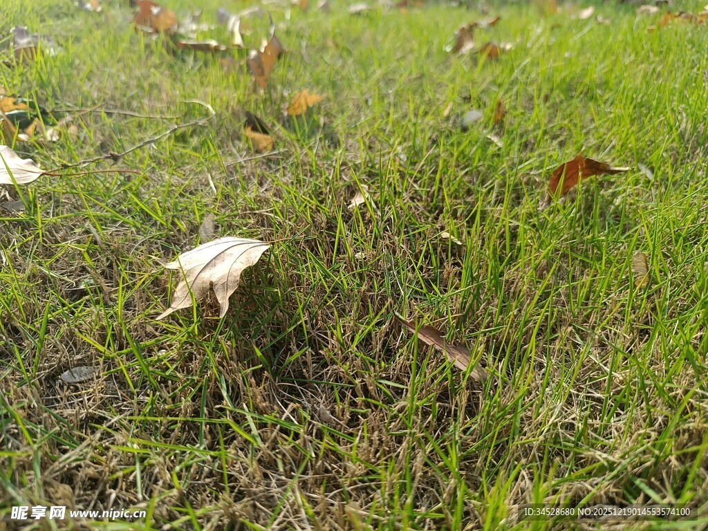 草地中的枯叶