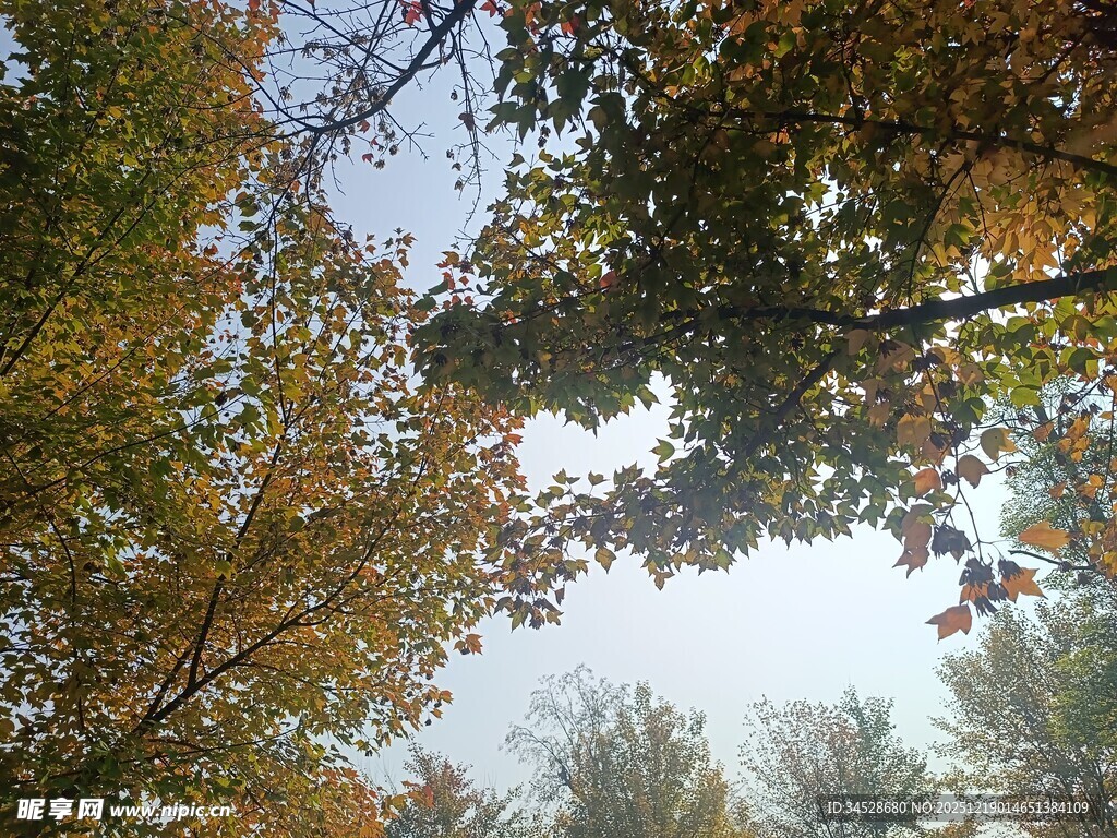 仰望秋日斑斓树林