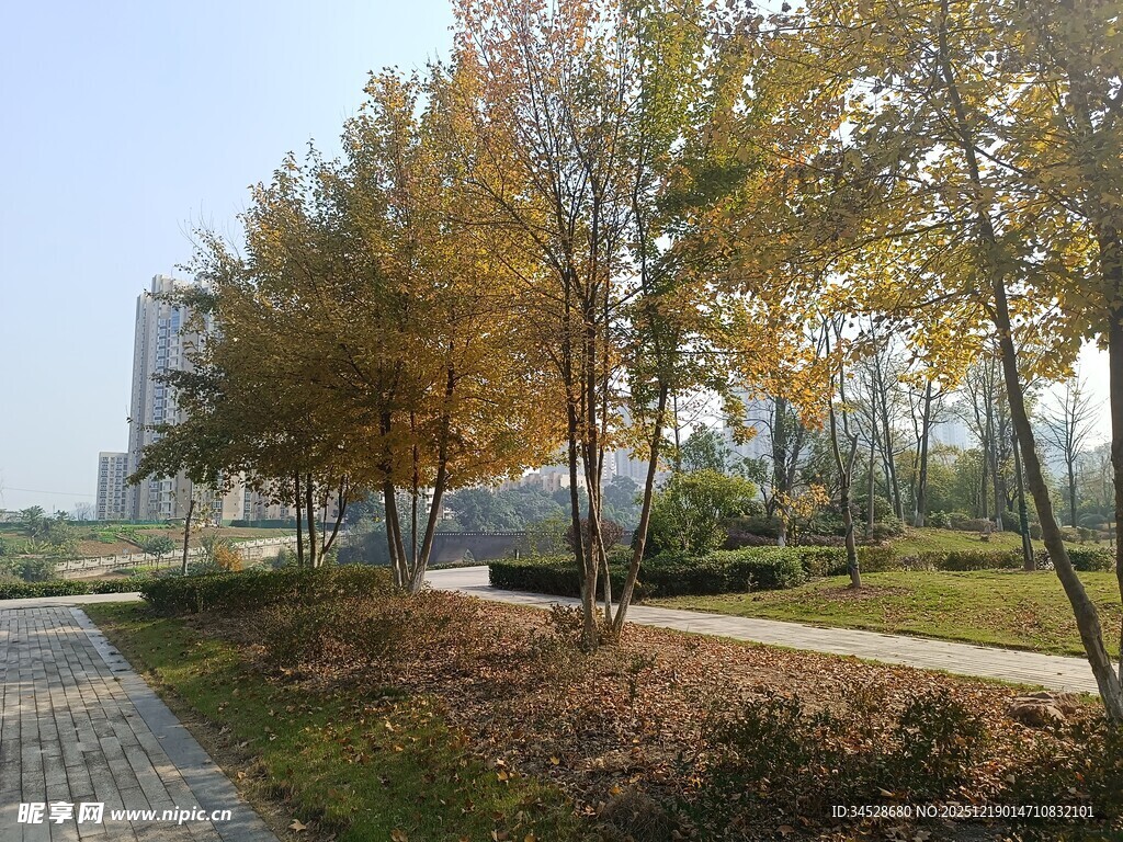 秋日公园小路风景