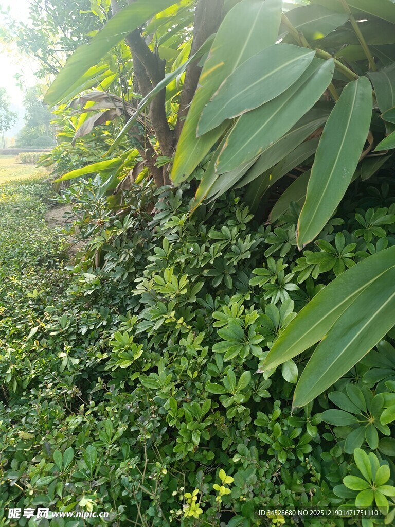 繁茂绿植景观