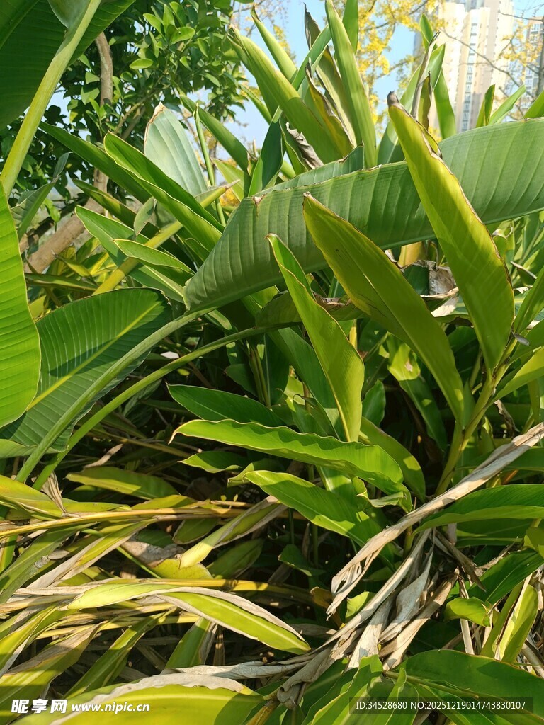 翠绿繁茂的热带植物景观