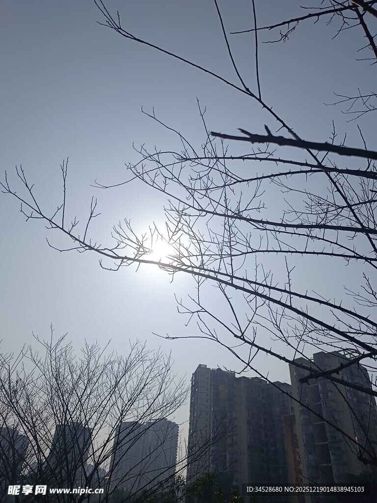 冬日树枝与城市建筑景观