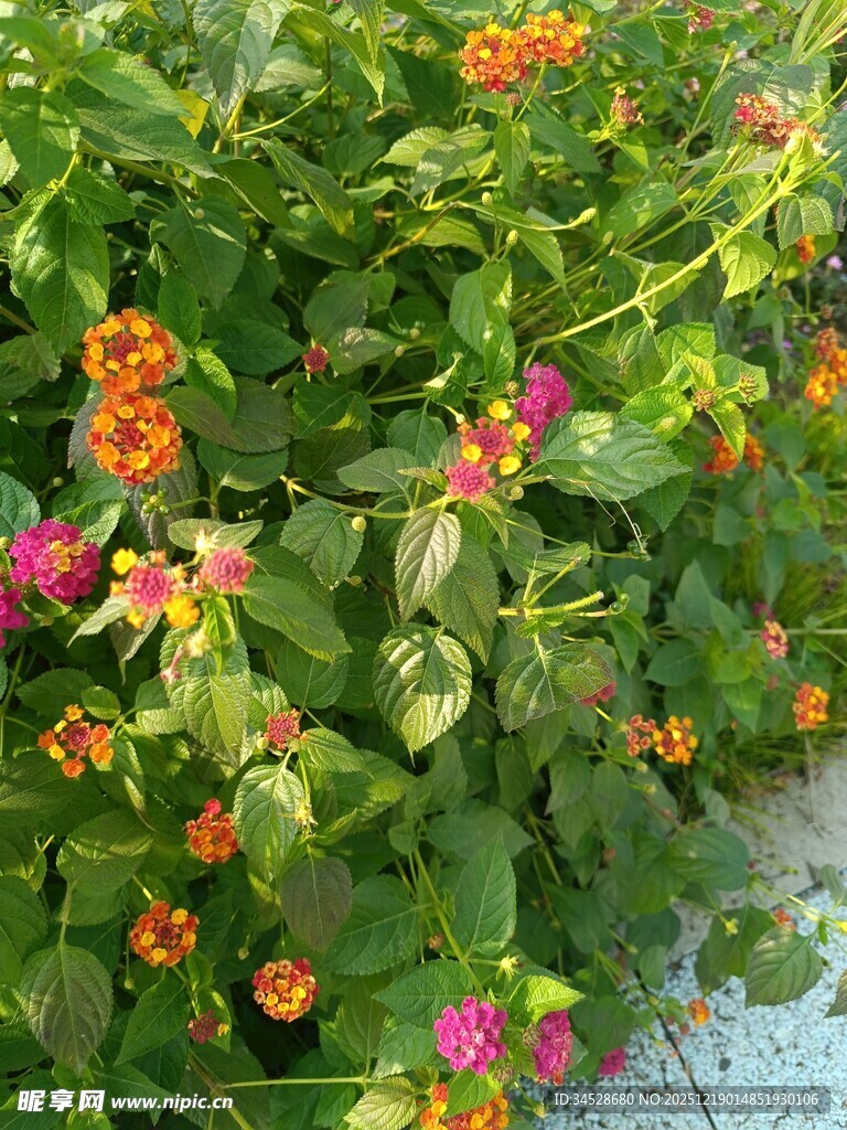 多彩花卉绽放生机