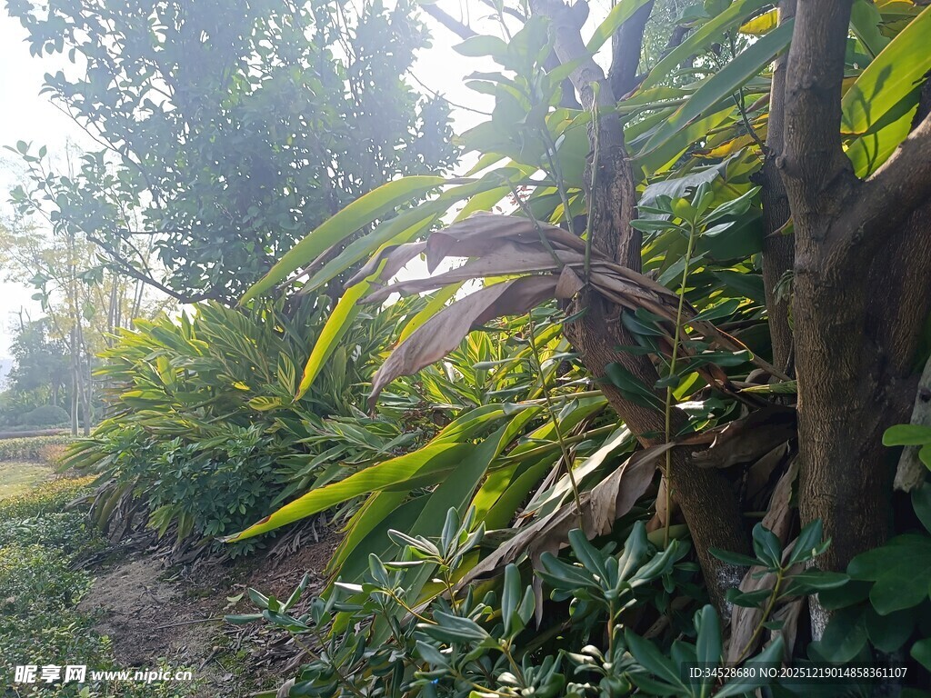 阳光照耀下的繁茂植物