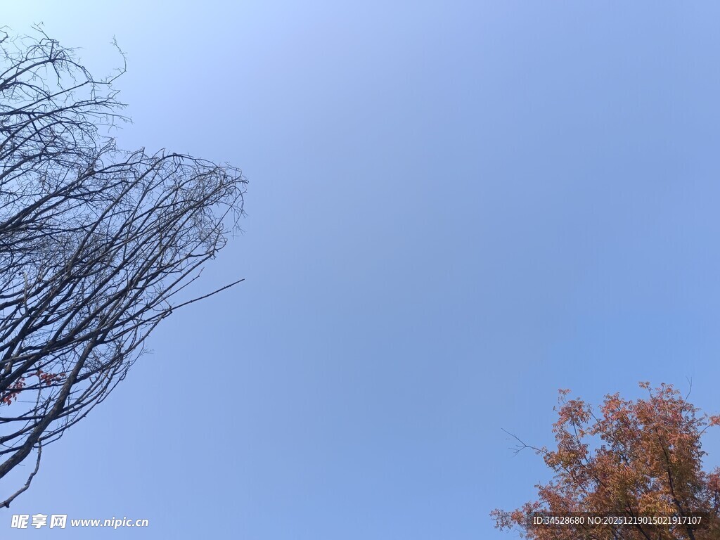 秋日树梢与蓝天景致