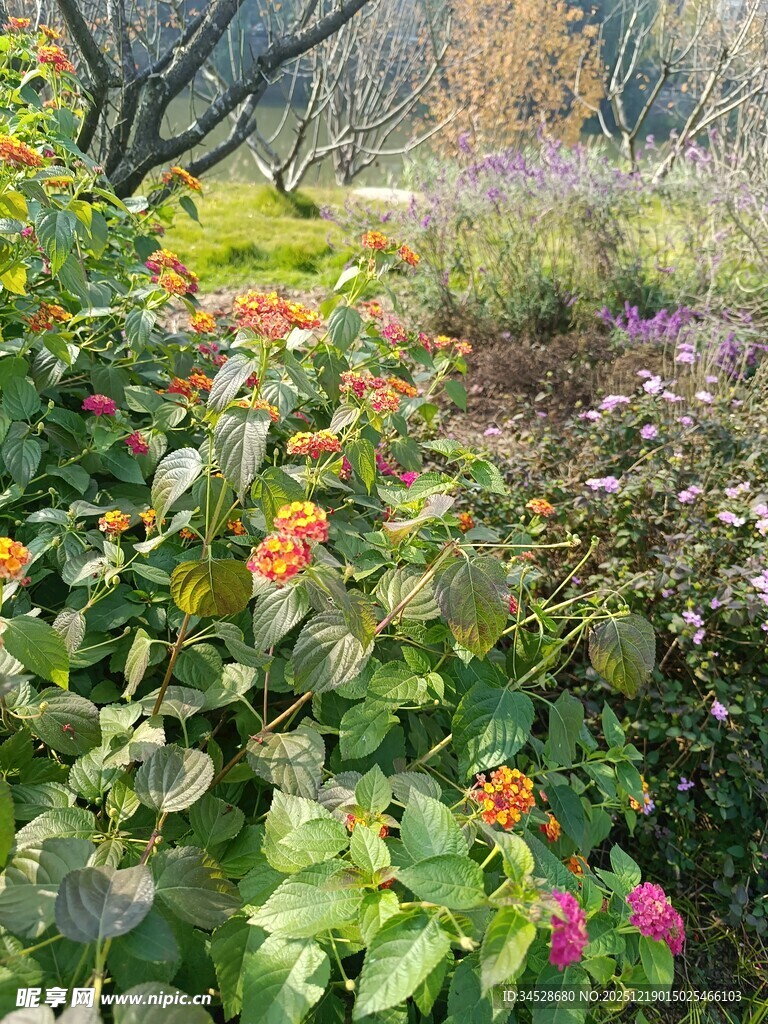 多彩花卉装点的美丽花园