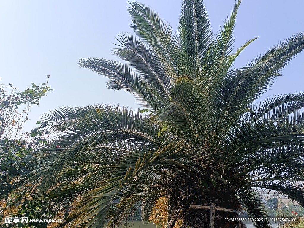 高大挺拔的棕榈树