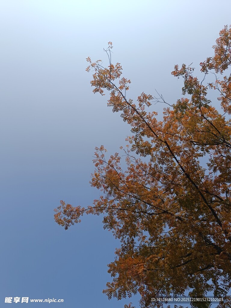 秋日树梢映蓝天