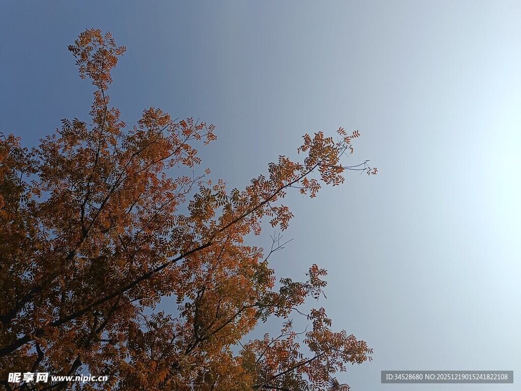 秋日树梢映蓝天