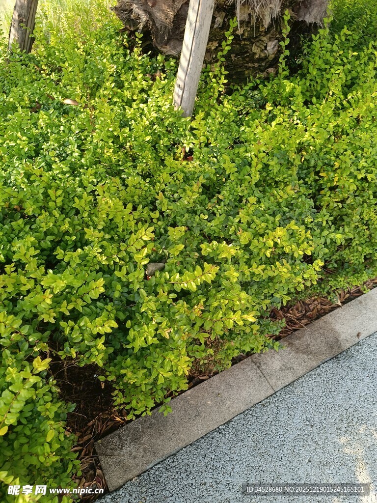 路边翠绿灌木丛