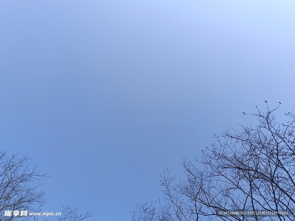 蓝天枯枝景象