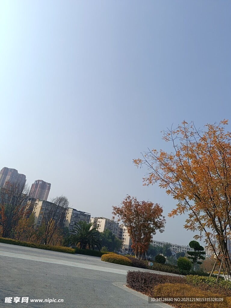 城市道路旁的秋日风景