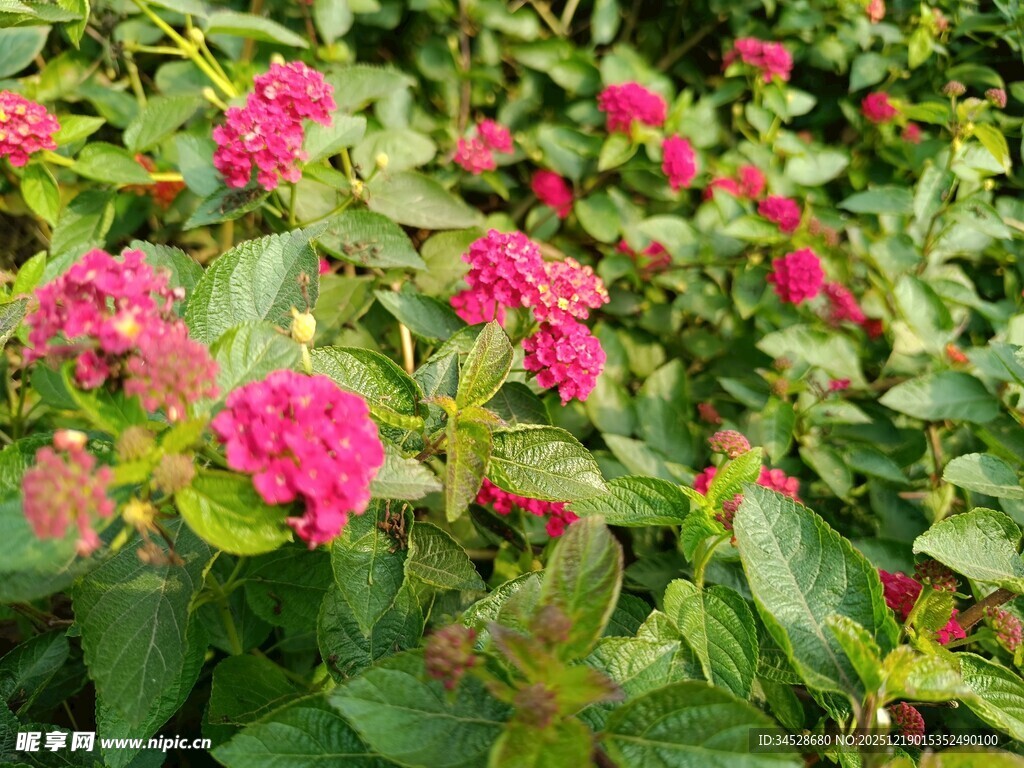 鲜艳粉色花丛