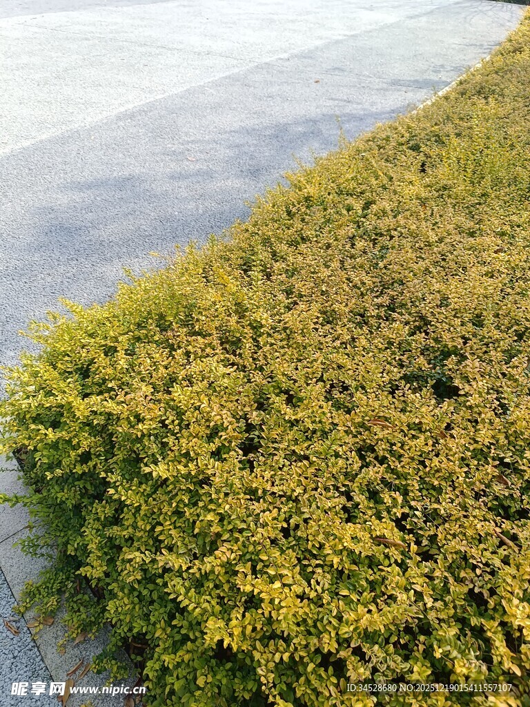 路边翠绿灌木丛