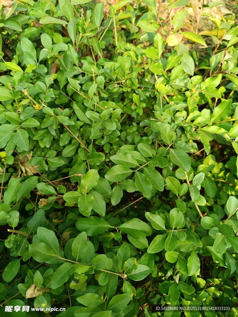 翠绿繁茂的地面绿植