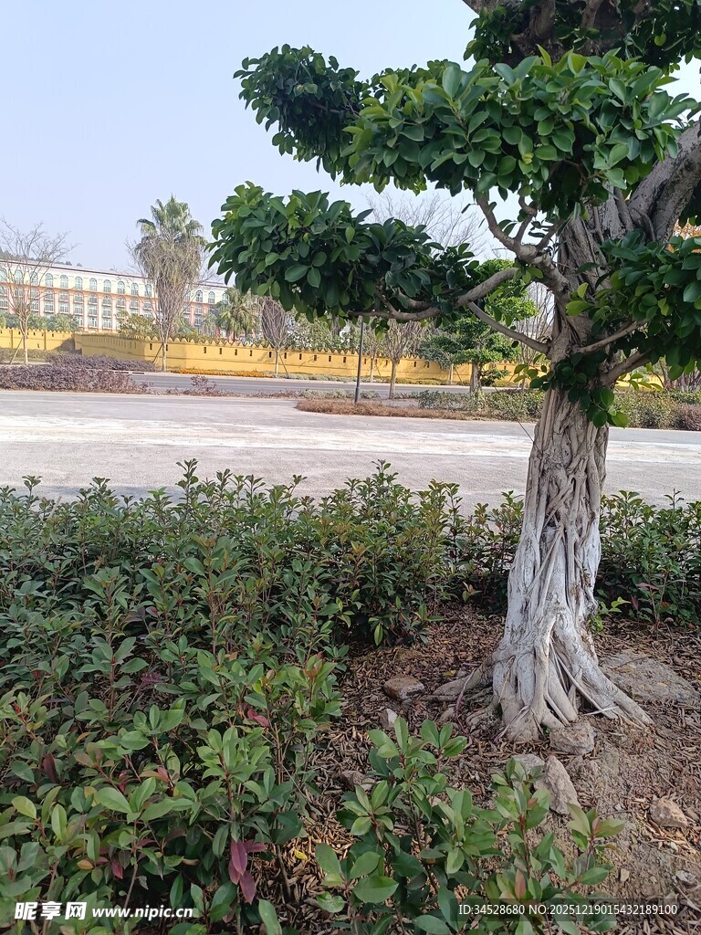 古朴盆景树尽显自然韵味