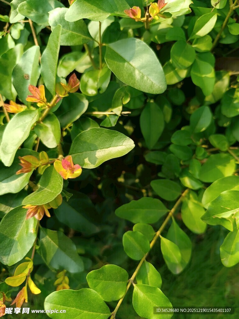 绿叶间的多彩枝叶