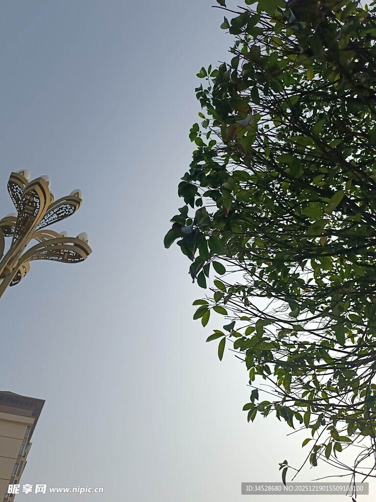 飞鸟与绿树的天空景致