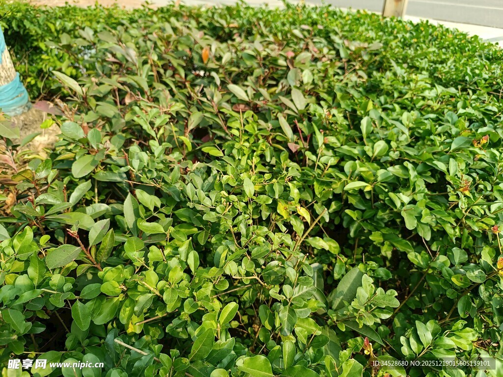 翠绿繁茂的灌木丛景观