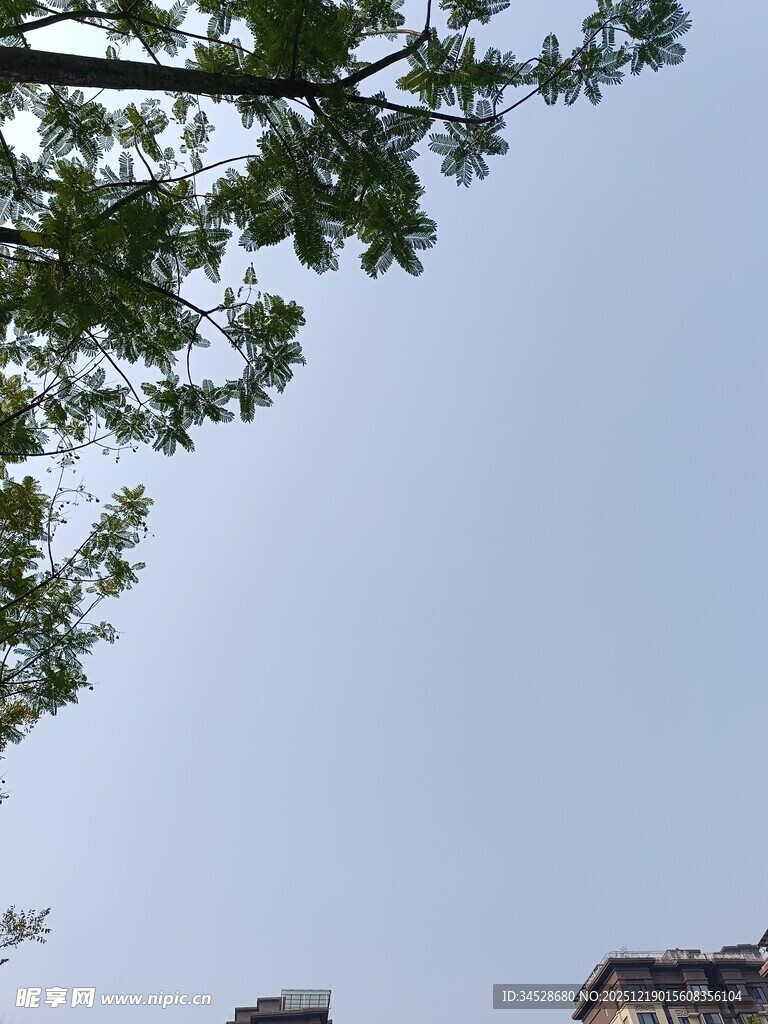 树梢之上的晴朗天空