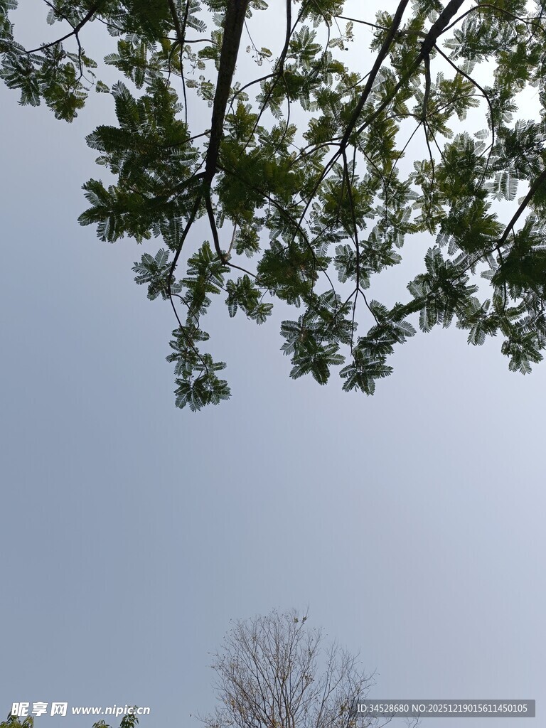 仰视枝叶繁茂的树木