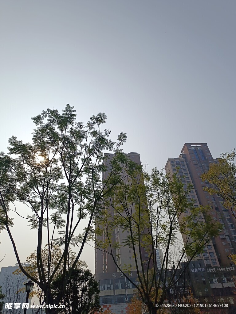 城市中树木与高楼景象