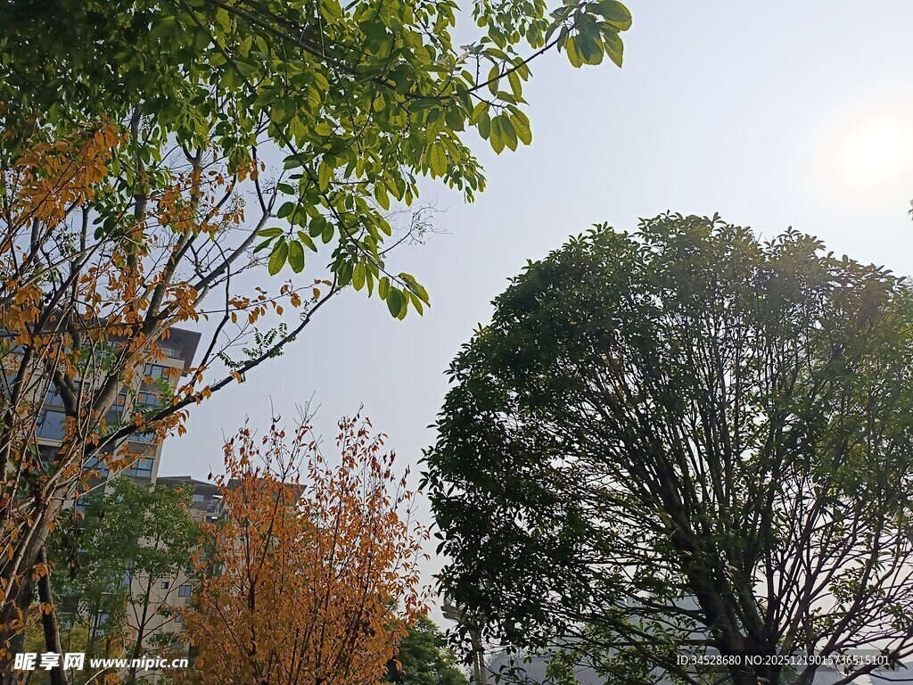 秋日城市中的树木景观