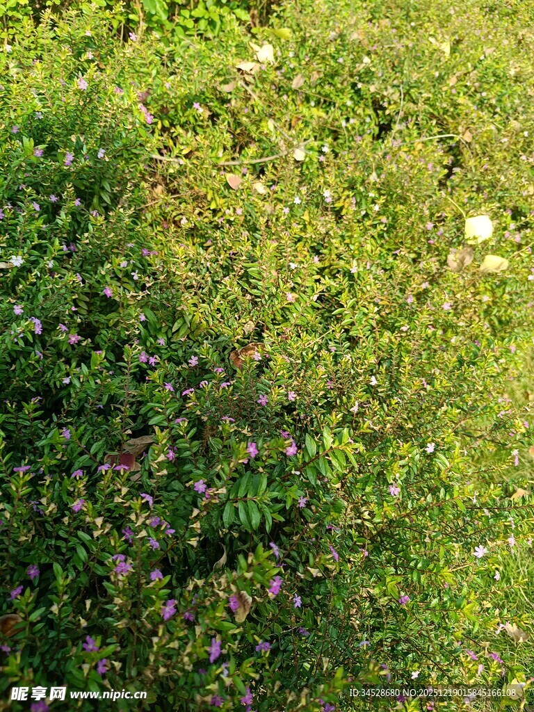 繁茂绿植中的点点繁花