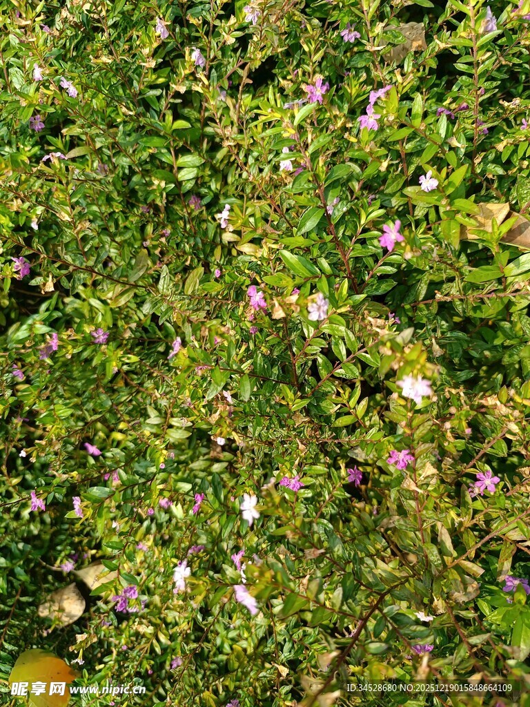 繁茂绿植中的紫色小花