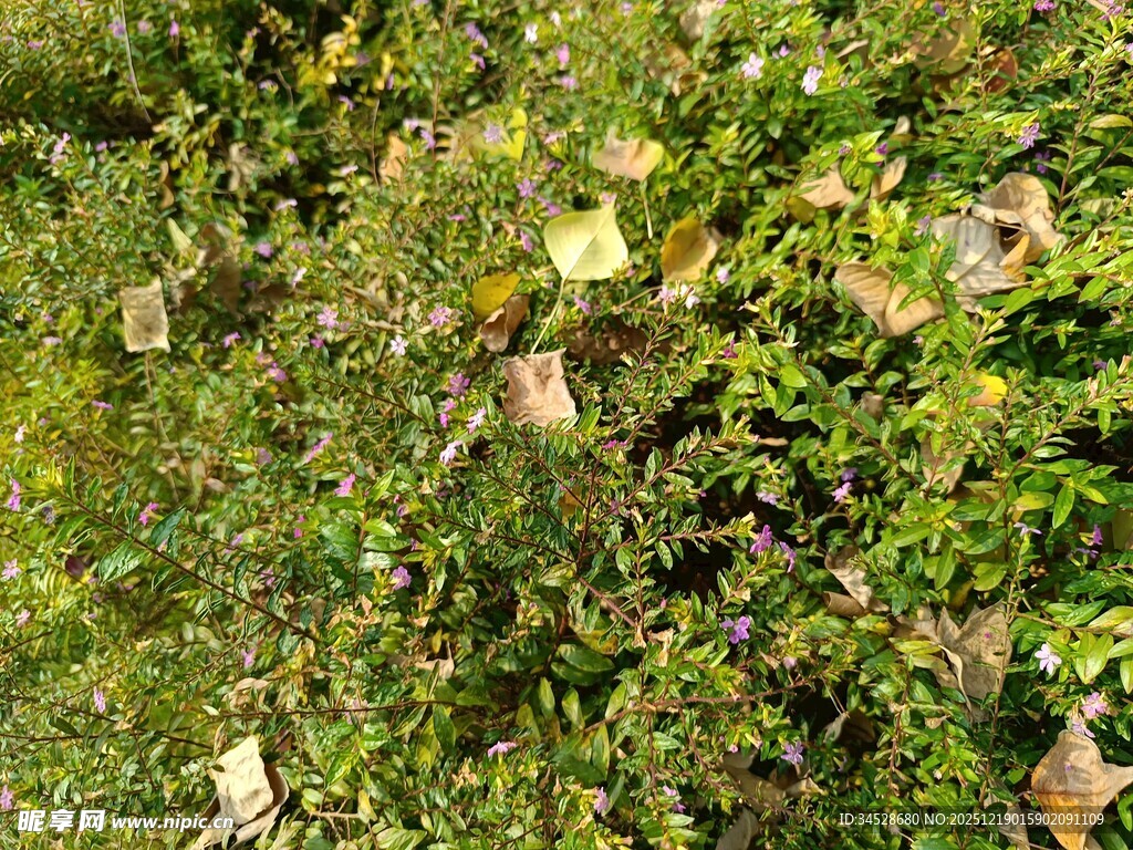 绿叶间的多彩蝴蝶